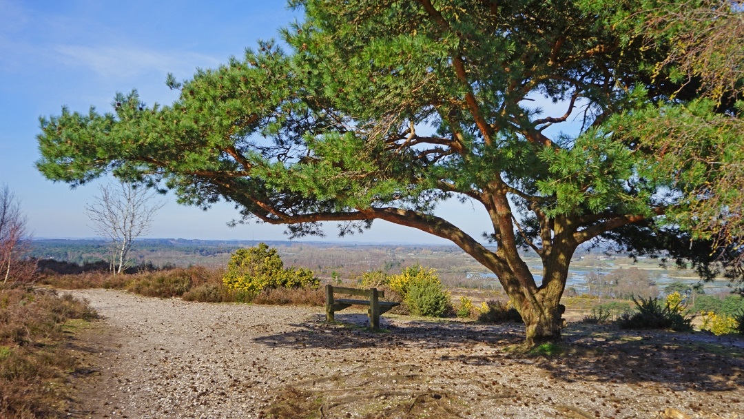 An image of St Catherine's Hill in Christchurch Credit: BCP Tourism